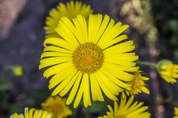 Vacker gul Coltsfoot blomma — Stockfoto