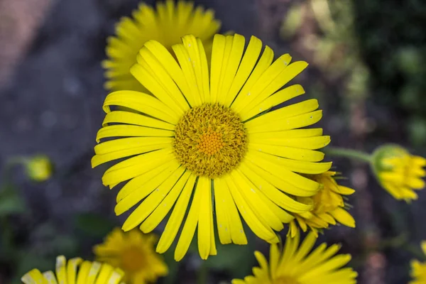 Vacker gul Coltsfoot blomma — Stockfoto