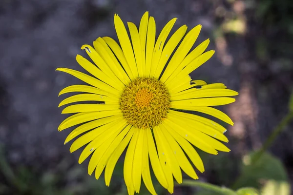 Hermosa flor amarilla Coltsfoot — Foto de Stock