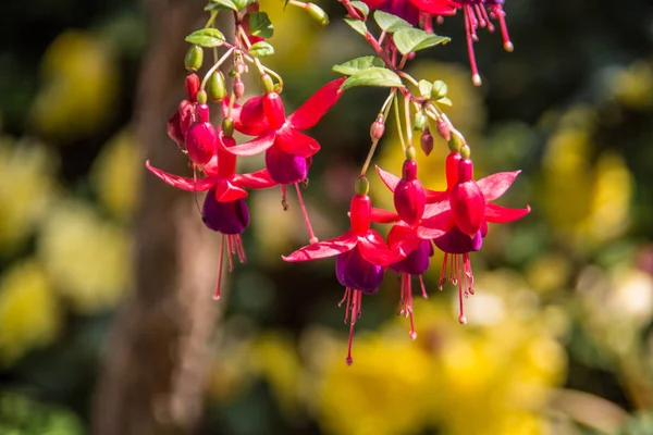 Red fuchsia flowers in the garden — Stock Photo, Image