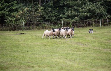 Çoban köpeğinden güç alan koyun sürüsü.