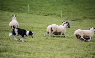 Çoban köpeğinden güç alan koyun sürüsü.