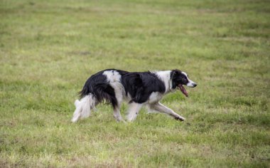 Otlakta köpek gütmek