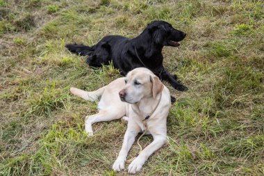 Labrador Retriever çayırda yatıyor.