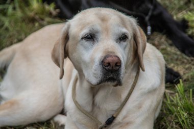 Labrador Retriever çayırda yatıyor.