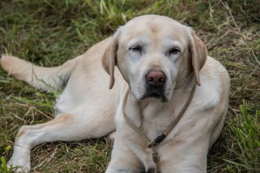 Labrador Retriever çayırda yatıyor.