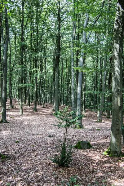 Floresta clara com árvores altas — Fotografia de Stock