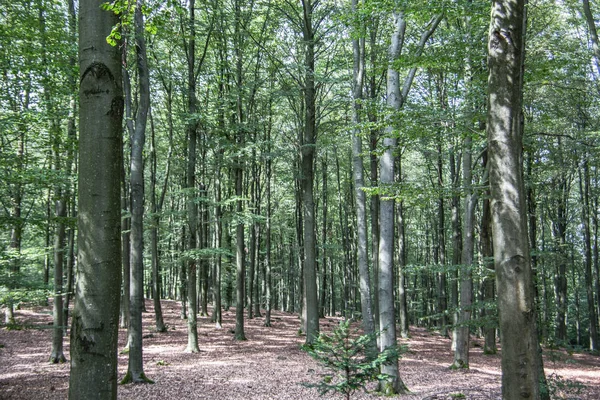 Klarskog med höga träd — Stockfoto