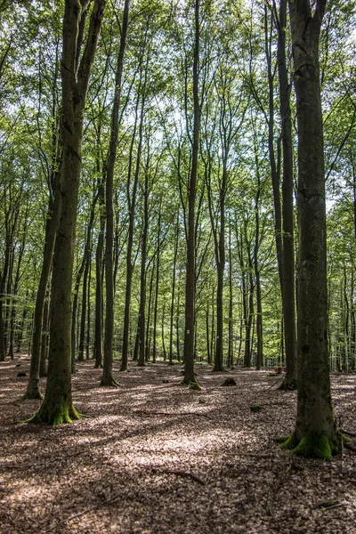 Чистый лес с высокими деревьями — стоковое фото