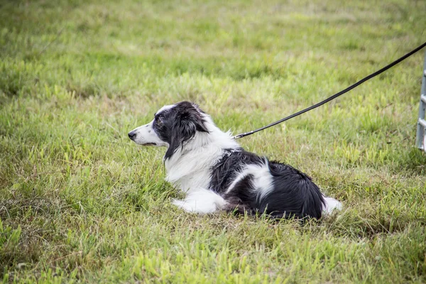 Pastevecký pes na pastvě — Stock fotografie
