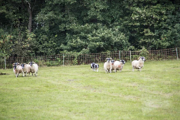 Flock of sheep powered by herding dog — 스톡 사진