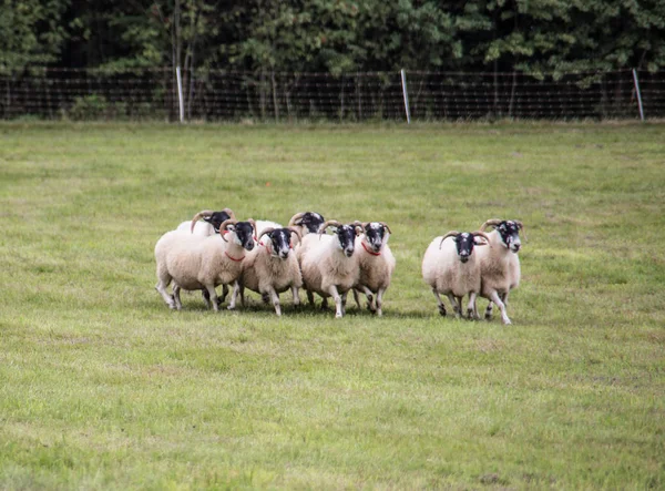 Kudde schapen aangedreven door het hoeden van honden — Stockfoto