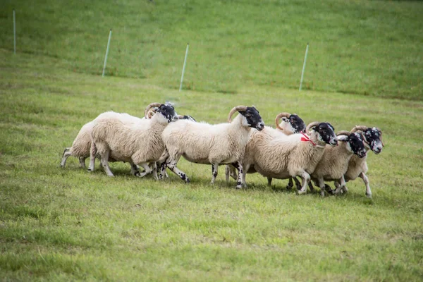 Stado owiec napędzanych przez psa pasterskiego — Zdjęcie stockowe
