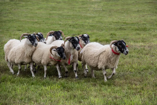 Rebanho de ovelhas alimentado por cão de pastoreio — Fotografia de Stock