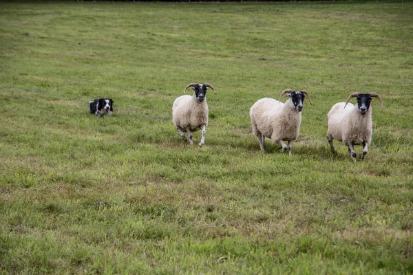 Kudde schapen aangedreven door het hoeden van honden — Stockfoto