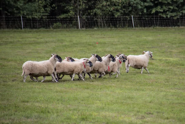 Rebanho de ovelhas alimentado por cão de pastoreio — Fotografia de Stock