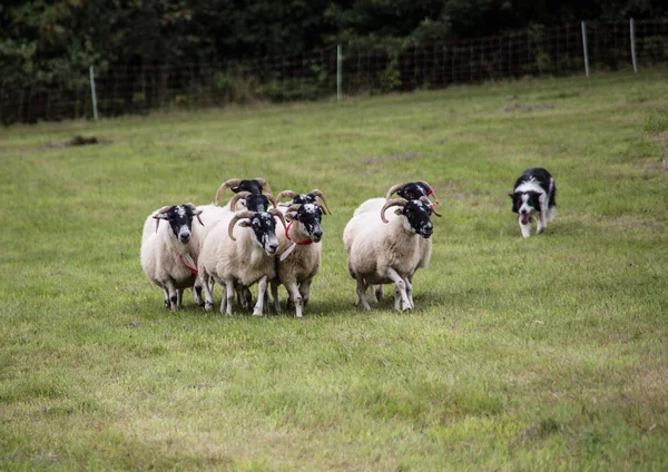 Rebanho de ovelhas alimentado por cão de pastoreio — Fotografia de Stock