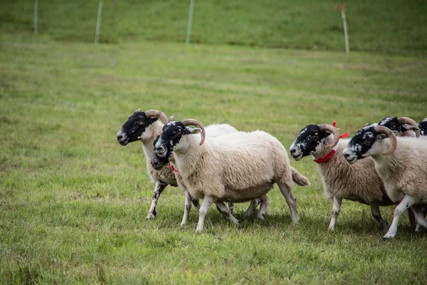 Kudde schapen aangedreven door het hoeden van honden — Stockfoto