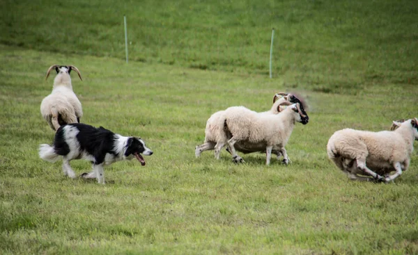 Troupeau de moutons actionnés par chien d'élevage — Photo