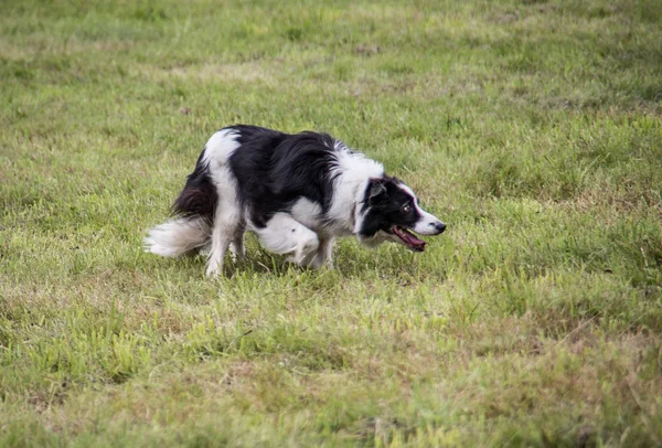 Chien d'élevage sur pâturage — Photo