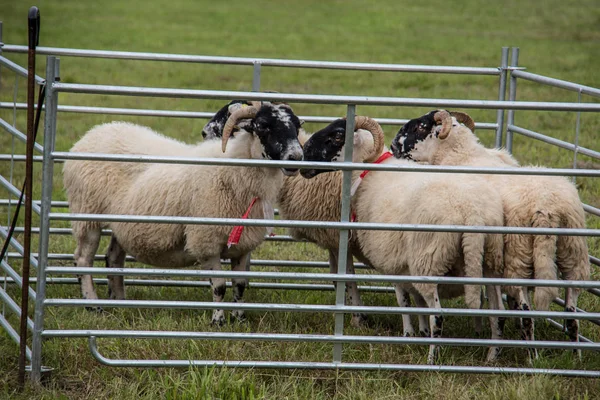 Sheep in paddock on meadow — 스톡 사진