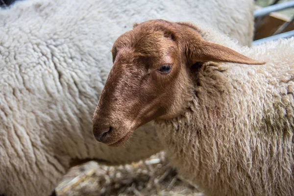 Bighorn πρόβατα στο στάβλο — Φωτογραφία Αρχείου