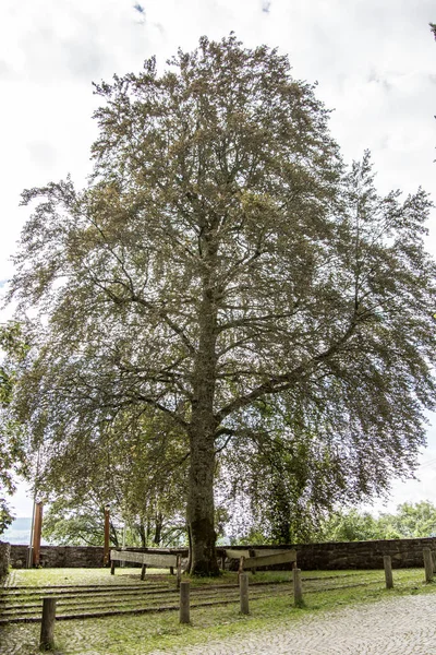 Freusburg Kalesi Parkı 'ndaki kayın ağacı. — Stok fotoğraf