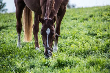 Otlakta kahverengi binici atı