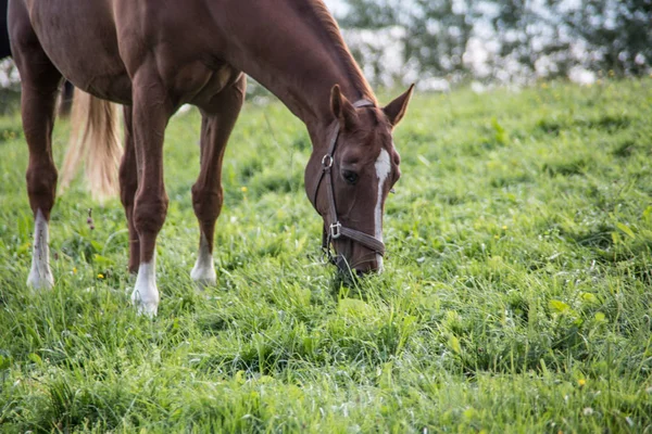 Bruin paardrijden op weiland — Stockfoto