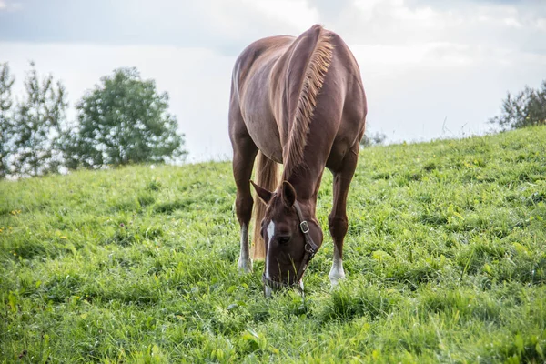 Cavalo de equitação marrom em pasto — Fotografia de Stock