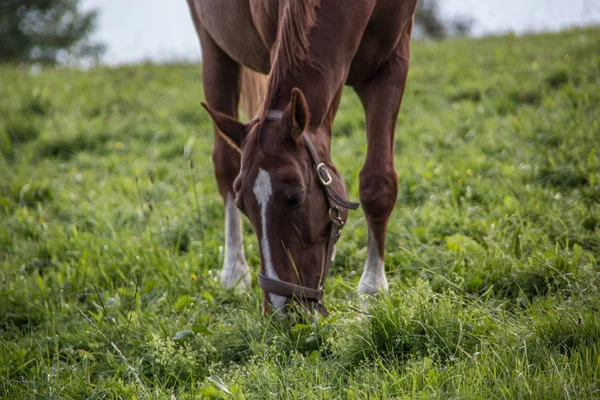 Brown riding horse on pasture — Stock Photo, Image