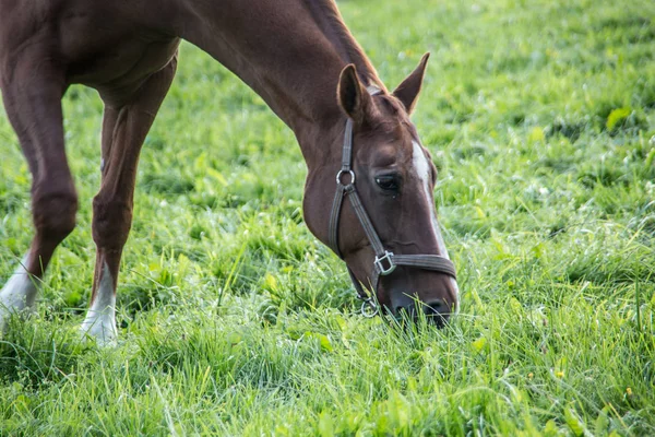 Brown riding horse on pasture — Stock Photo, Image