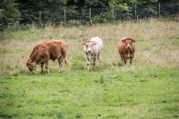 Vacas marrons em pastagem — Fotografia de Stock