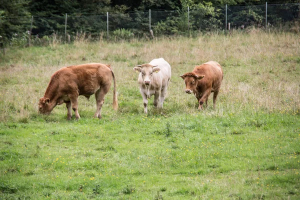 Vaches brunes dans les pâturages — Photo