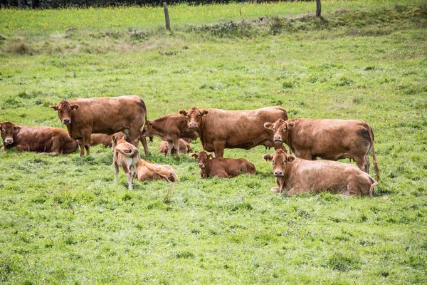 Vacas marrons em pastagem — Fotografia de Stock