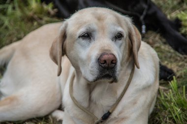 Labrador Retriever çayırda yatıyor.