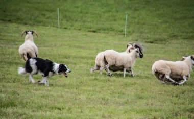 Çoban köpeğinden güç alan koyun sürüsü.