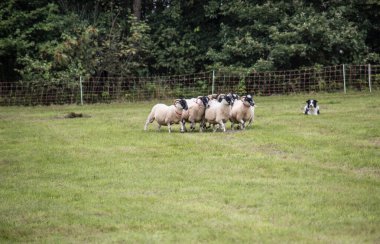 Çoban köpeğinden güç alan koyun sürüsü.