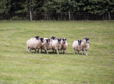 Çoban köpeğinden güç alan koyun sürüsü.