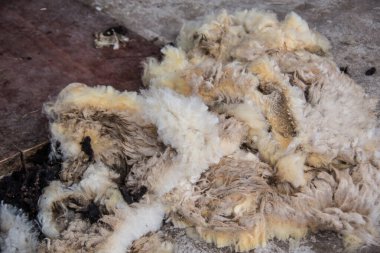 Kırpmadan sonra koyun yünü