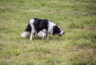 Otlakta köpek gütmek
