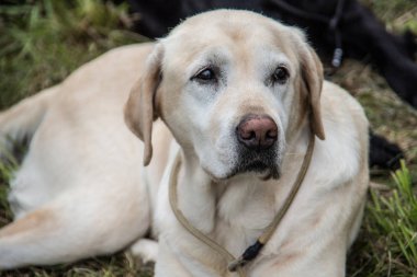 Labrador Retriever çayırda yatıyor.