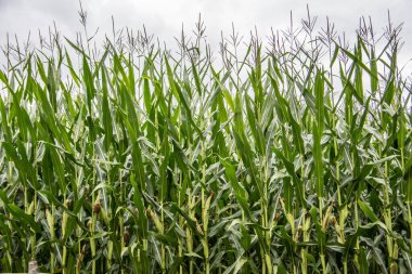 Olgun bitkilerle mısır tarlası
