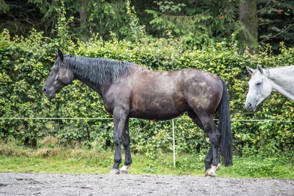 Paarden in een paddock — Stockfoto