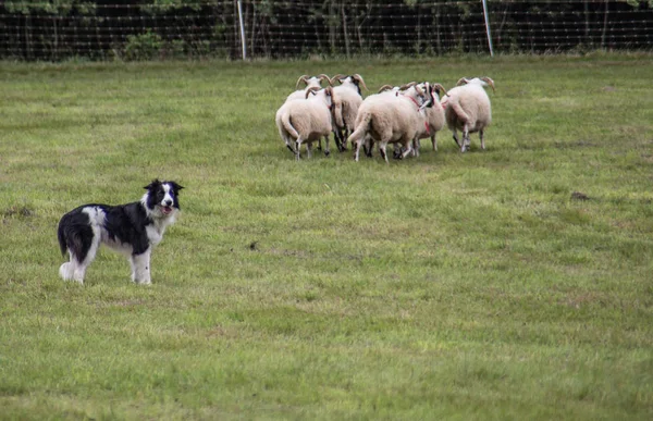 Çoban köpeğinden güç alan koyun sürüsü. — Stok fotoğraf