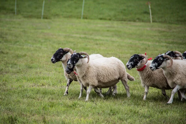 Kudde schapen aangedreven door het hoeden van honden — Stockfoto