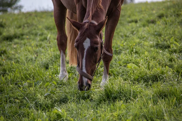 Brown riding horse on pasture — Stock Photo, Image