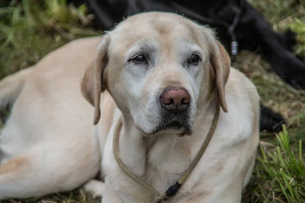 Labrador Retriever çayırda yatıyor.