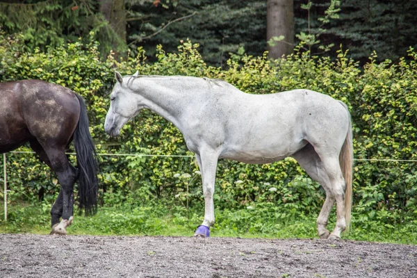 Paarden in een paddock — Stockfoto
