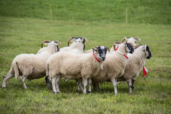 Manada de ovejas alimentadas por perros pastores — Foto de Stock